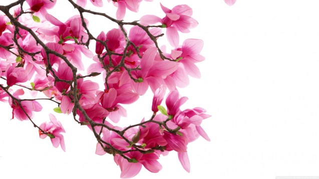 Pink Magnolia Flowers Wallpaper