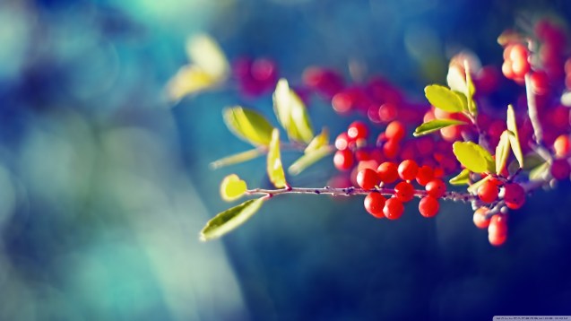 Macro Red Berries Branch wallpaper