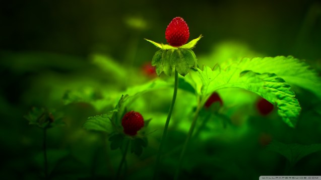 Red Forest Flowers Wallpaper
