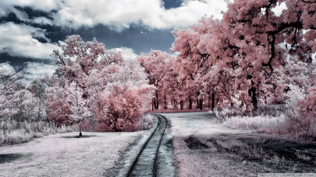 Through the Pink Woods Wallpaper