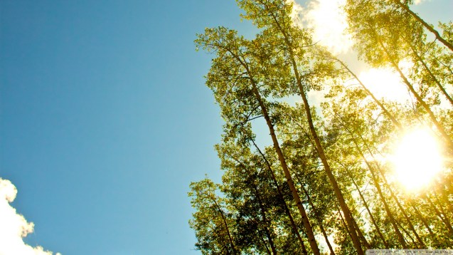 Under The Gold Sun HD Wallpaper